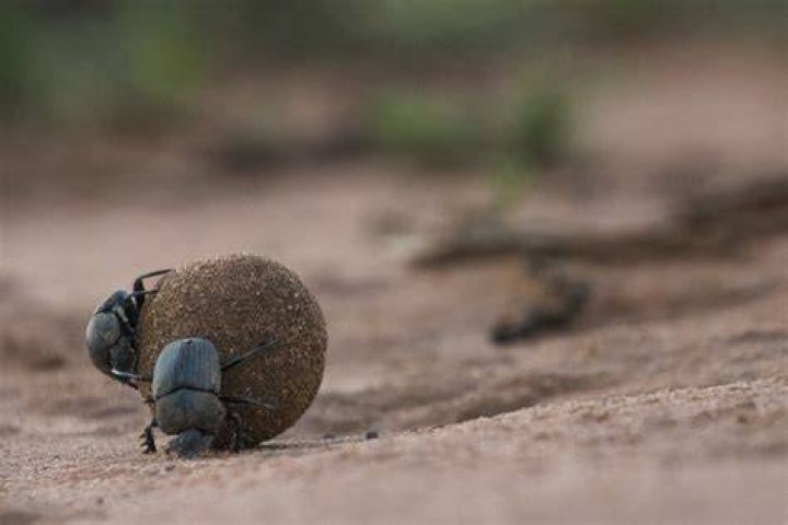 Denby Dung Net Worth