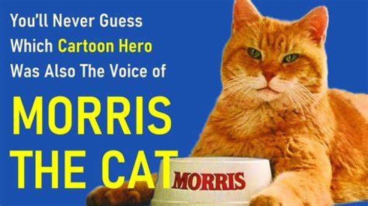 Morris the Cat Net Worth