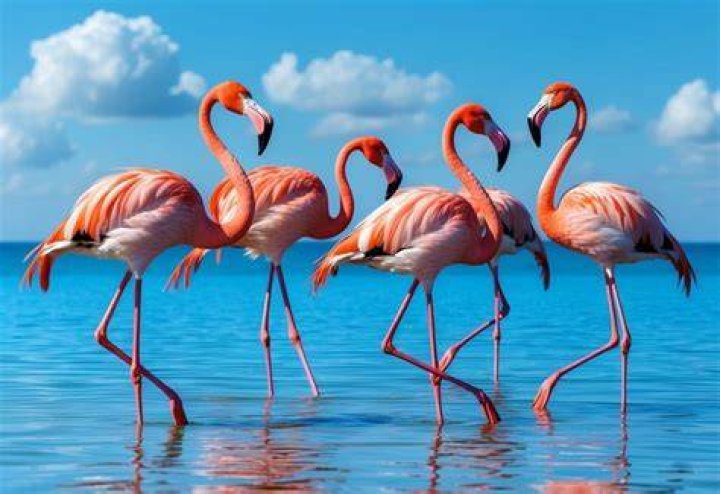The Flamingos Net Worth